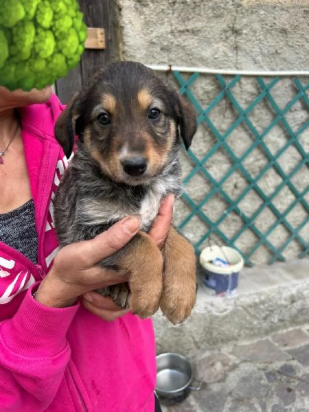 Chloe Deliziosa Dolce Cucciola Cerca Famiglia | Foto 2