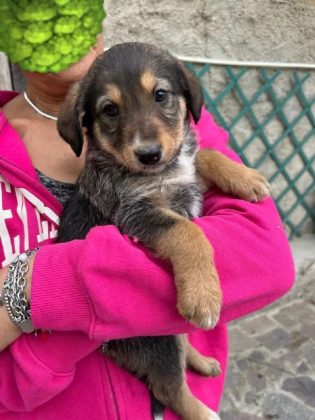 Chloe Deliziosa Dolce Cucciola Cerca Famiglia