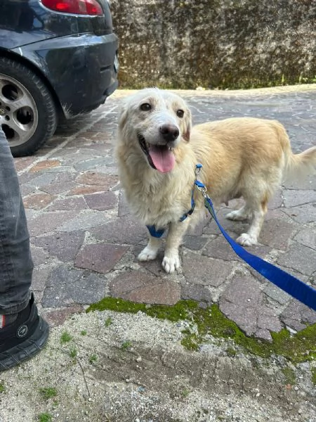 Chloe Deliziosa Dolce Cucciola Cerca Famiglia | Foto 1