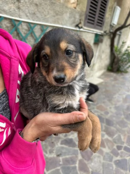 Chloe Deliziosa Dolce Cucciola Cerca Famiglia | Foto 0