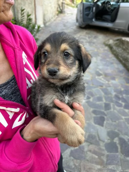 Toby Dolce Cucciolo Cerca Famiglia  | Foto 5