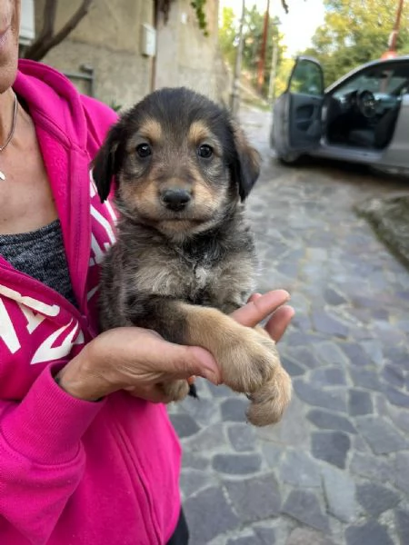 Toby Dolce Cucciolo Cerca Famiglia  | Foto 4