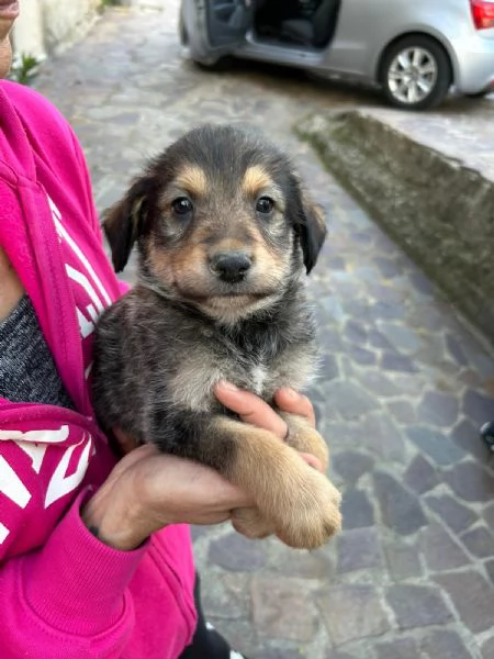 Toby Dolce Cucciolo Cerca Famiglia  | Foto 3