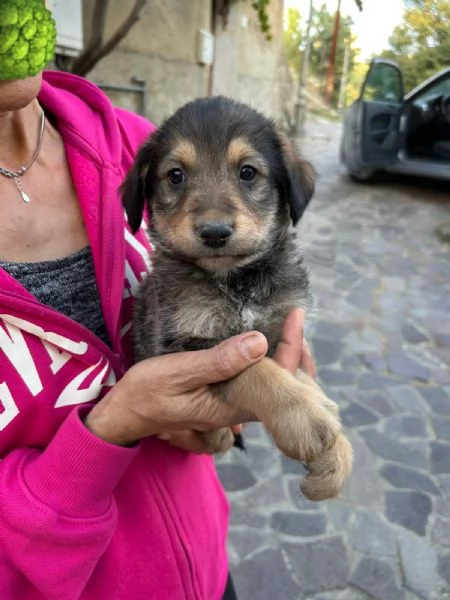 Toby Dolce Cucciolo Cerca Famiglia
