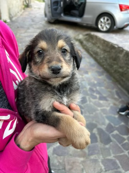 Toby Dolce Cucciolo Cerca Famiglia  | Foto 1