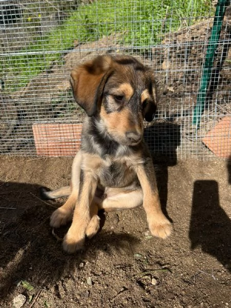 Toby Dolce Cucciolo Cerca Famiglia | Foto 5