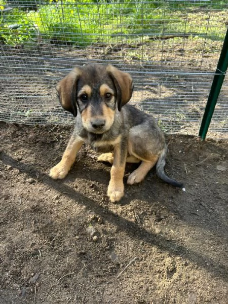Toby Dolce Cucciolo Cerca Famiglia | Foto 4