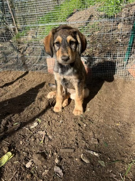 Toby Dolce Cucciolo Cerca Famiglia | Foto 3
