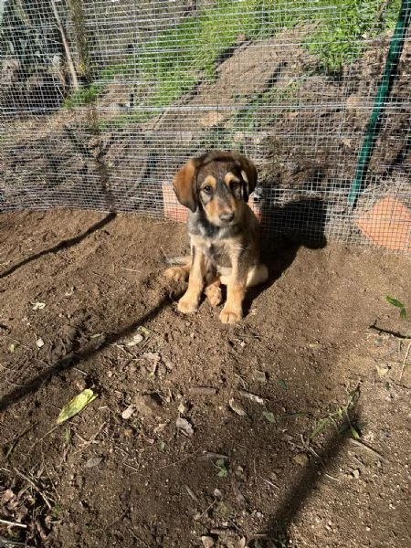 Toby Dolce Cucciolo Cerca Famiglia | Foto 2