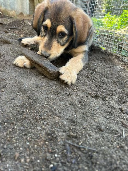 Toby Dolce Cucciolo Cerca Famiglia | Foto 1