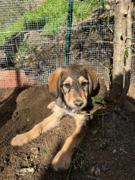 Toby Dolce Cucciolo Cerca Famiglia | Foto 0