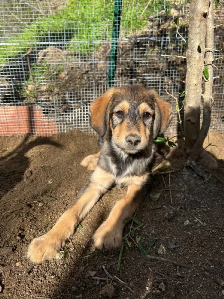 Toby Dolce Cucciolo Cerca Famiglia