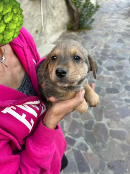 Lulu Splendida Dolce Cucciola Cerca Famiglia  | Foto 4