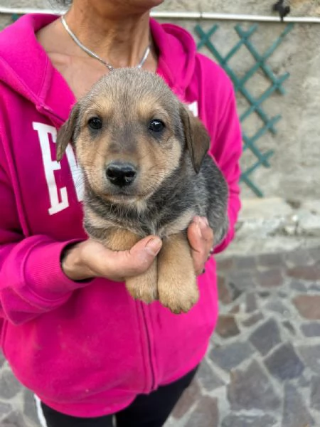 Lulu Splendida Dolce Cucciola Cerca Famiglia  | Foto 3