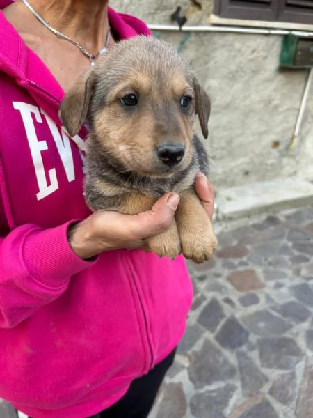 Lulu Splendida Dolce Cucciola Cerca Famiglia  | Foto 2