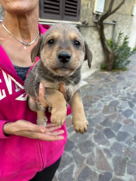 Lulu Splendida Dolce Cucciola Cerca Famiglia  | Foto 1