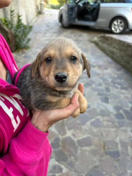 Lulu Splendida Dolce Cucciola Cerca Famiglia 