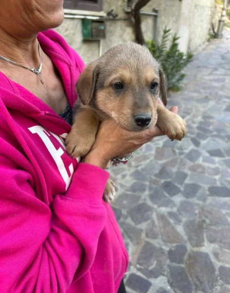 Lulu Splendida Dolce Cucciola Cerca Famiglia  | Foto 0