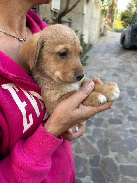 Milo Splendido Dolce Cucciolo Cerca Casa  | Foto 2