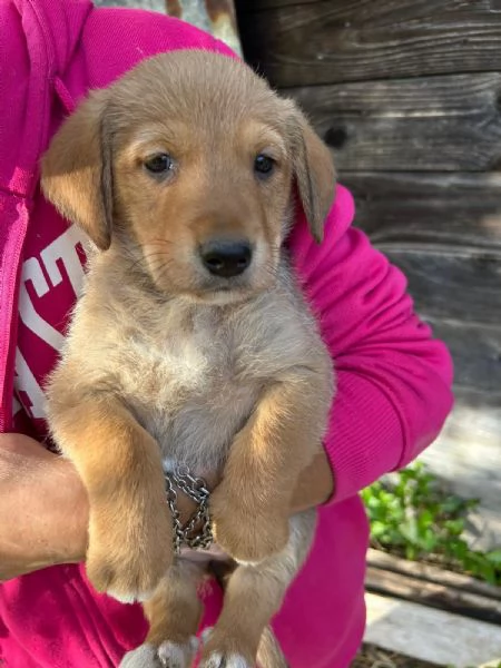 Milo Splendido Dolce Cucciolo Cerca Casa  | Foto 1
