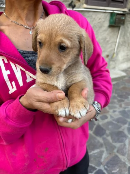 Milo Splendido Dolce Cucciolo Cerca Casa  | Foto 0