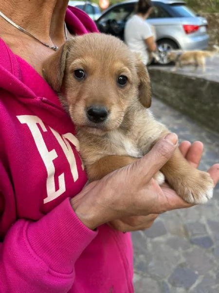 Milo Splendido Dolce Cucciolo Cerca Casa 