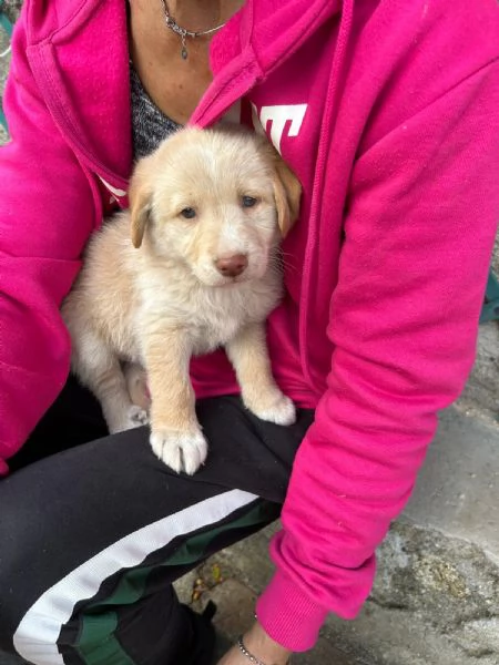 Max Meraviglioso Dolce Cucciolo Cerca Famiglia  | Foto 6