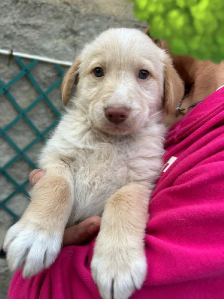 Max Meraviglioso Dolce Cucciolo Cerca Famiglia 