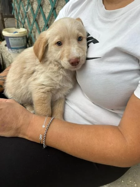 Max Meraviglioso Dolce Cucciolo Cerca Famiglia  | Foto 5