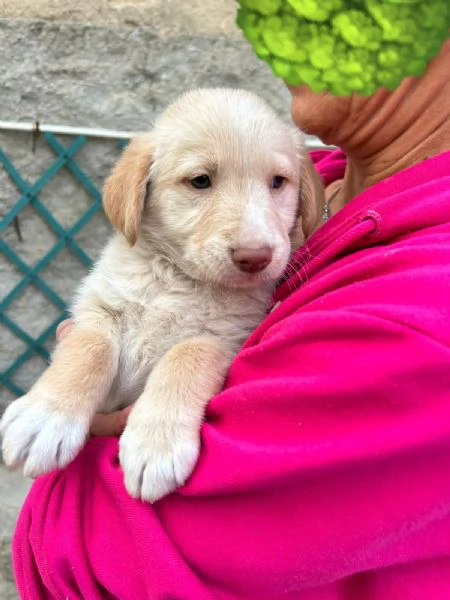 Max Meraviglioso Dolce Cucciolo Cerca Famiglia  | Foto 4