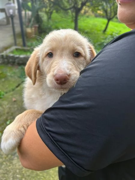 Max Meraviglioso Dolce Cucciolo Cerca Famiglia