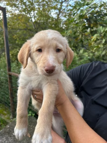 Max Meraviglioso Dolce Cucciolo Cerca Famiglia | Foto 5
