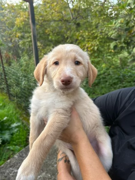 Max Meraviglioso Dolce Cucciolo Cerca Famiglia | Foto 4