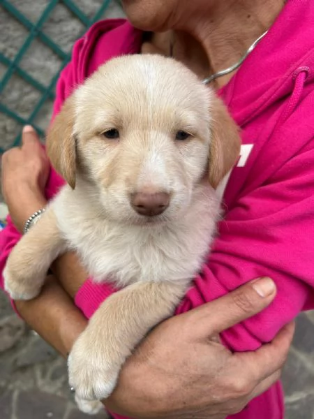 Max Meraviglioso Dolce Cucciolo Cerca Famiglia  | Foto 3