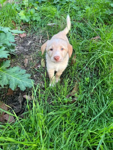 Max Meraviglioso Dolce Cucciolo Cerca Famiglia | Foto 3