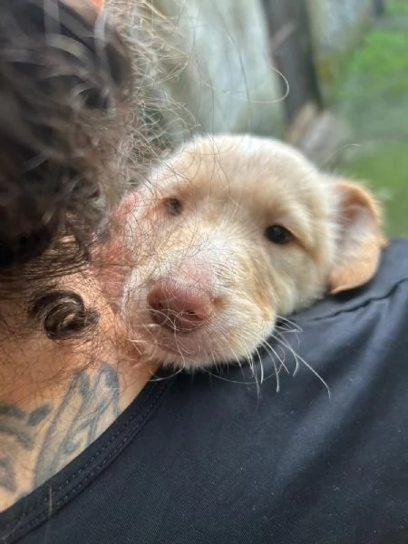Max Meraviglioso Dolce Cucciolo Cerca Famiglia | Foto 2