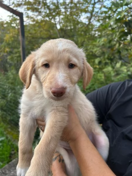 Max Meraviglioso Dolce Cucciolo Cerca Famiglia | Foto 1
