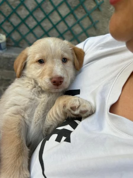 Max Meraviglioso Dolce Cucciolo Cerca Famiglia  | Foto 2