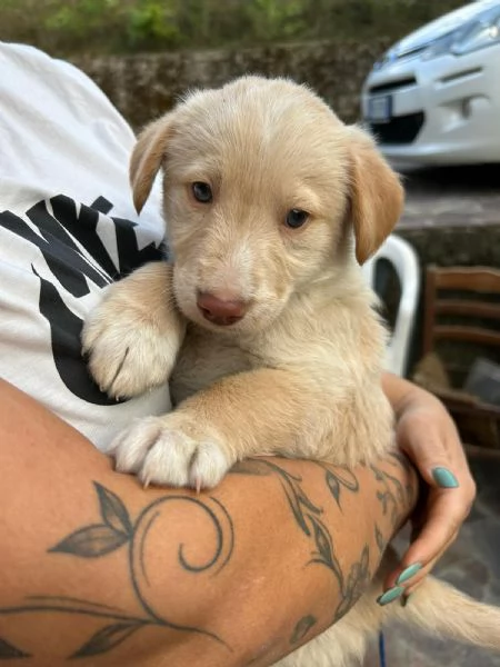 Max Meraviglioso Dolce Cucciolo Cerca Famiglia  | Foto 1