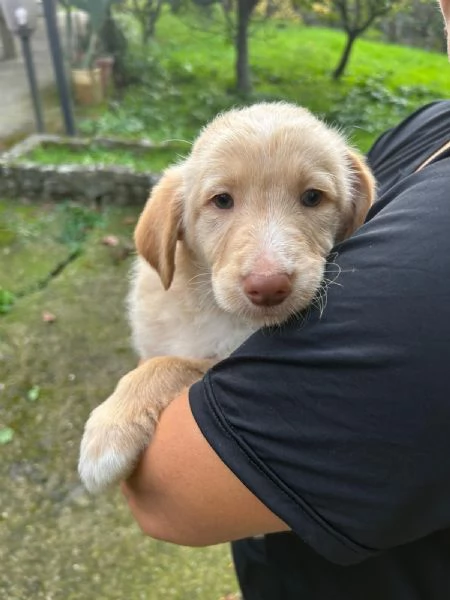 Max Meraviglioso Dolce Cucciolo Cerca Famiglia | Foto 0