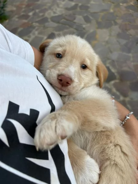 Max Meraviglioso Dolce Cucciolo Cerca Famiglia  | Foto 0