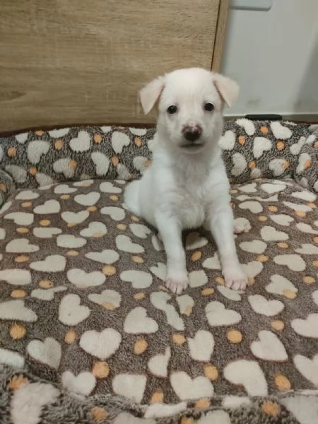 Pig Splendida Dolce Cucciola Cerca Famiglia  | Foto 4