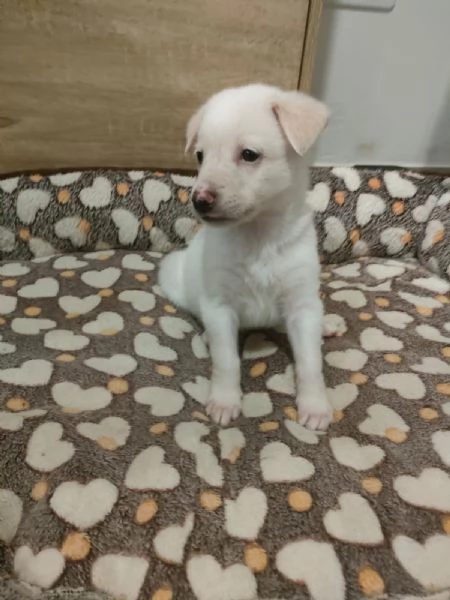 Pig Splendida Dolce Cucciola Cerca Famiglia  | Foto 3