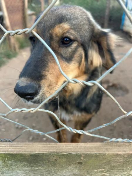 Argo Splendido Dolce Cucciolo Cerca Famiglia | Foto 6