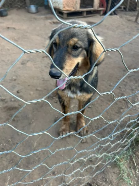 Argo Splendido Dolce Cucciolo Cerca Famiglia | Foto 5