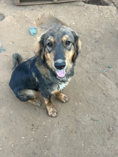 Argo Splendido Dolce Cucciolo Cerca Famiglia