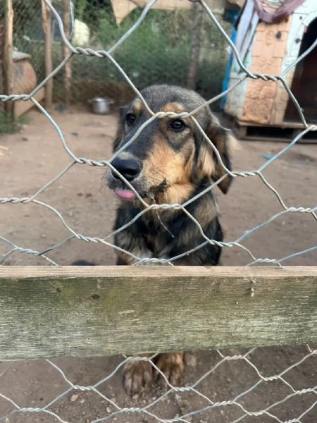 Argo Splendido Dolce Cucciolo Cerca Famiglia | Foto 4