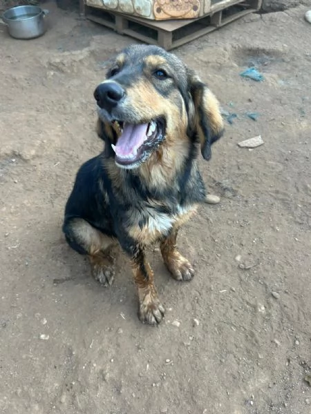 Argo Splendido Dolce Cucciolo Cerca Famiglia | Foto 3