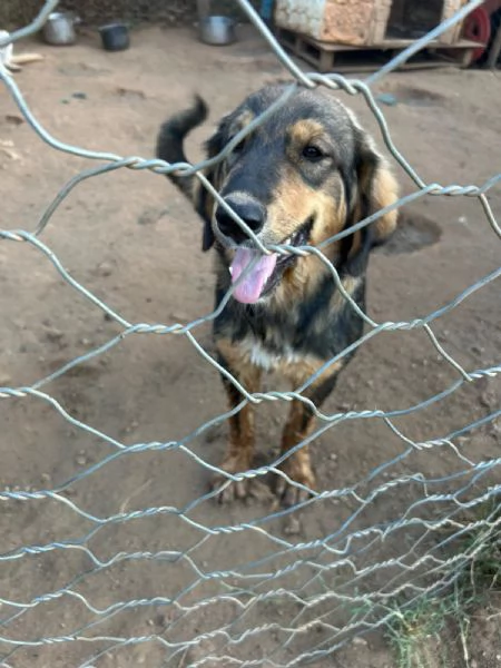 Argo Splendido Dolce Cucciolo Cerca Famiglia | Foto 2