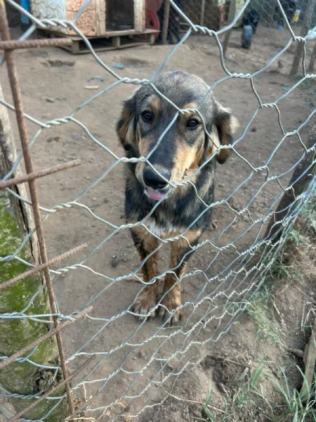 Argo Splendido Dolce Cucciolo Cerca Famiglia | Foto 1